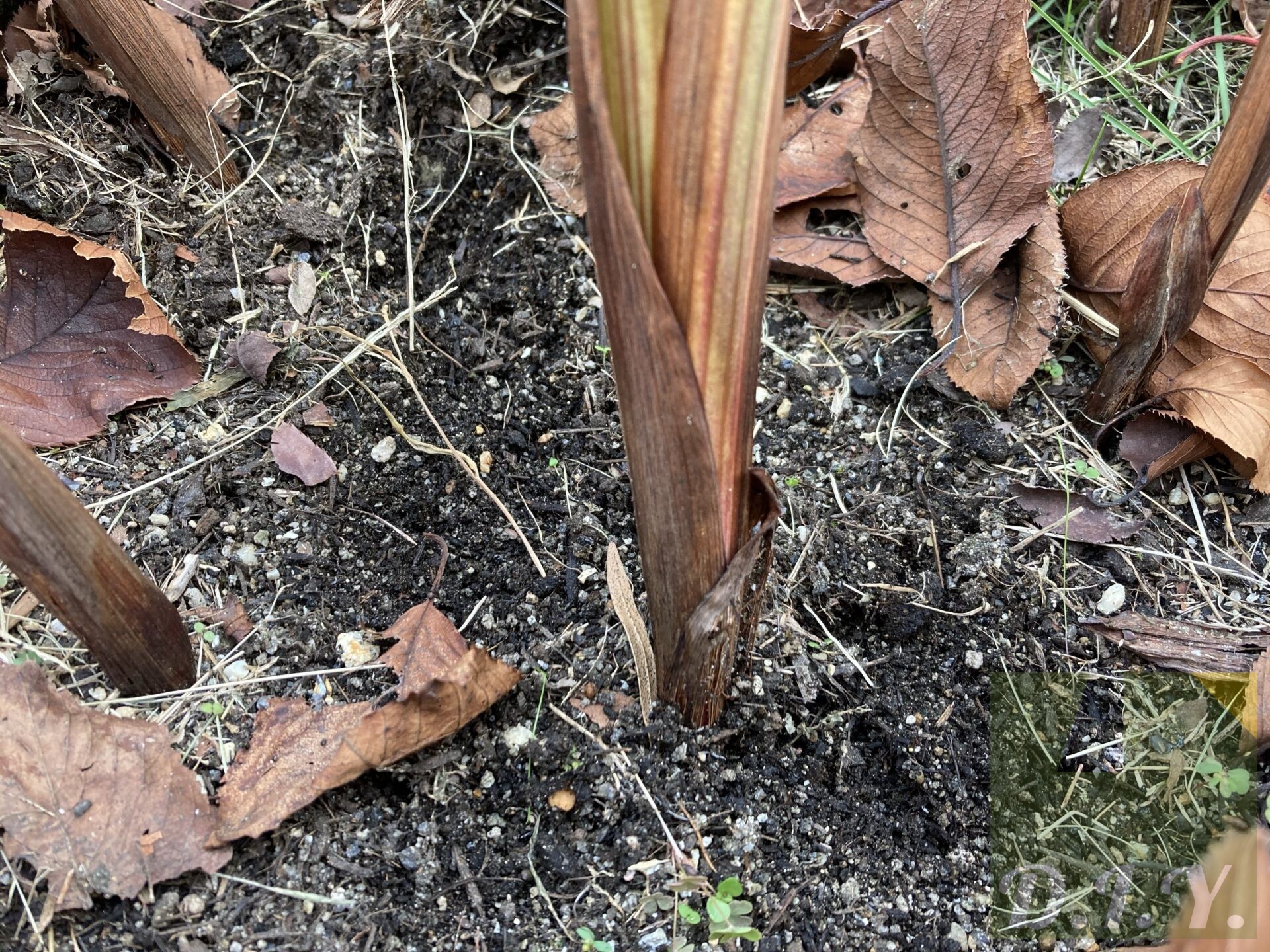 掘り上げ前のグラジオラスの茎