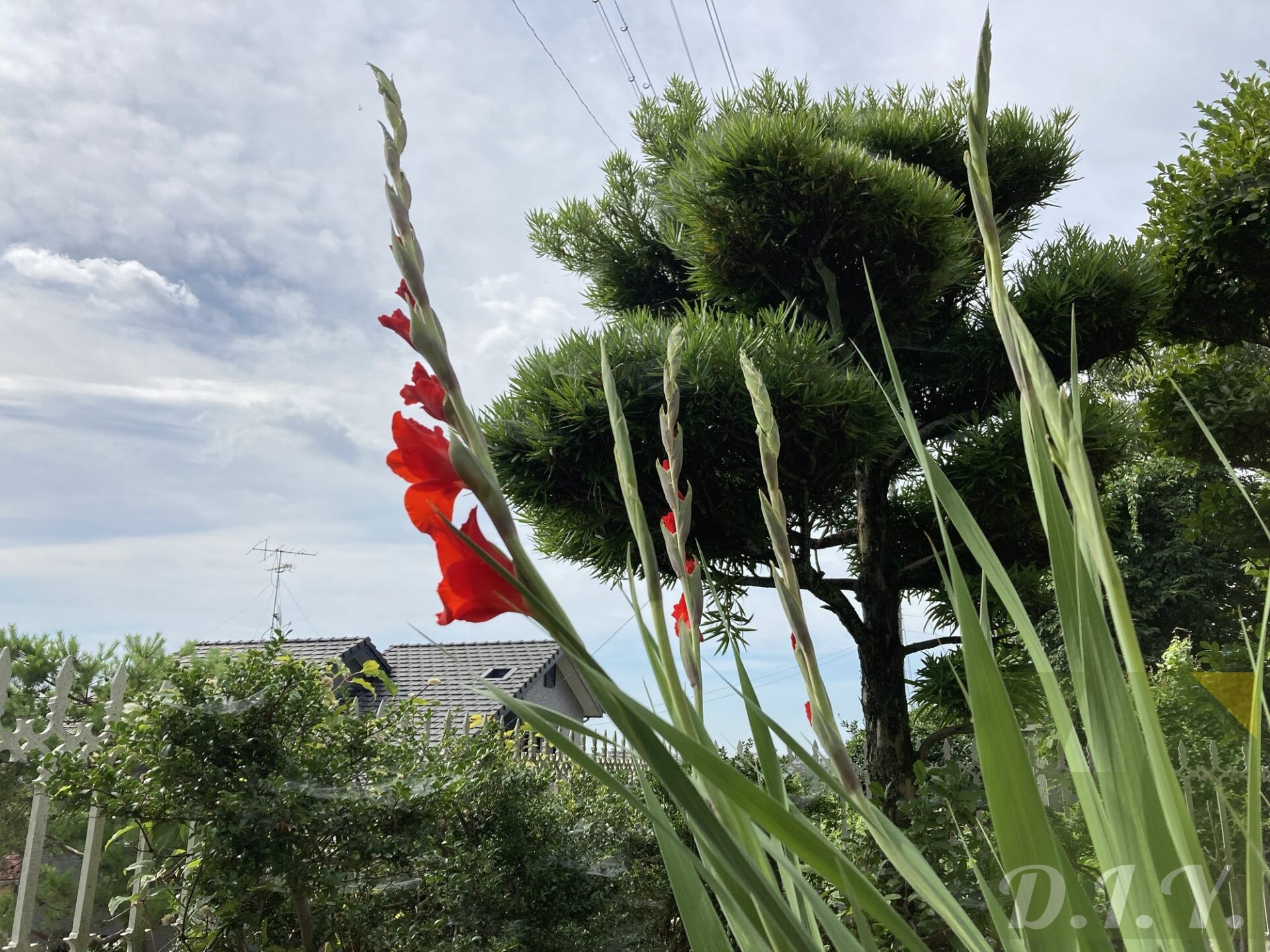 [2024年]グラジオラスを地植えで育てる様子2 - 支柱で支える〜花が咲く