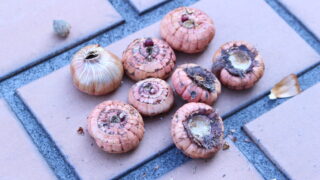 [2025年] グラジオラスを地植えで育てる　~　植え付け　~　発芽 