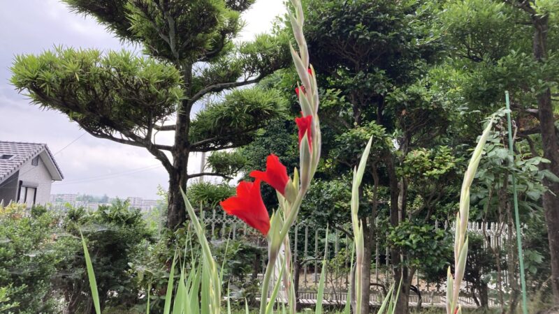 [2025年]グラジオラスを地植えで育てる様子2 – 支柱で支える〜花が咲く 