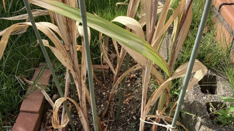 [2025年]グラジオラスを地植えで育てる様子3 – 球根の掘り上げ 