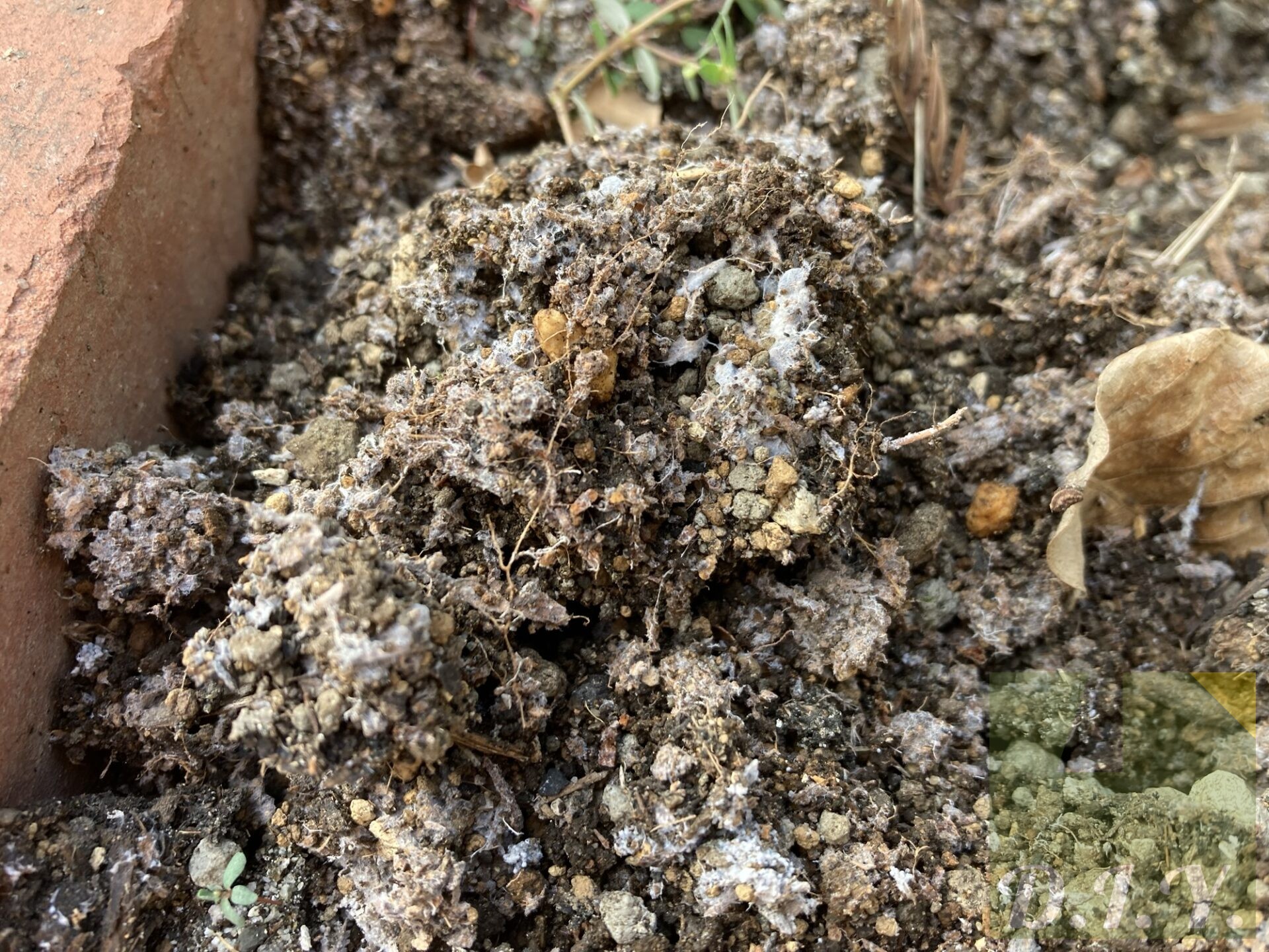 白く糸状のものが張り巡らされた土の中