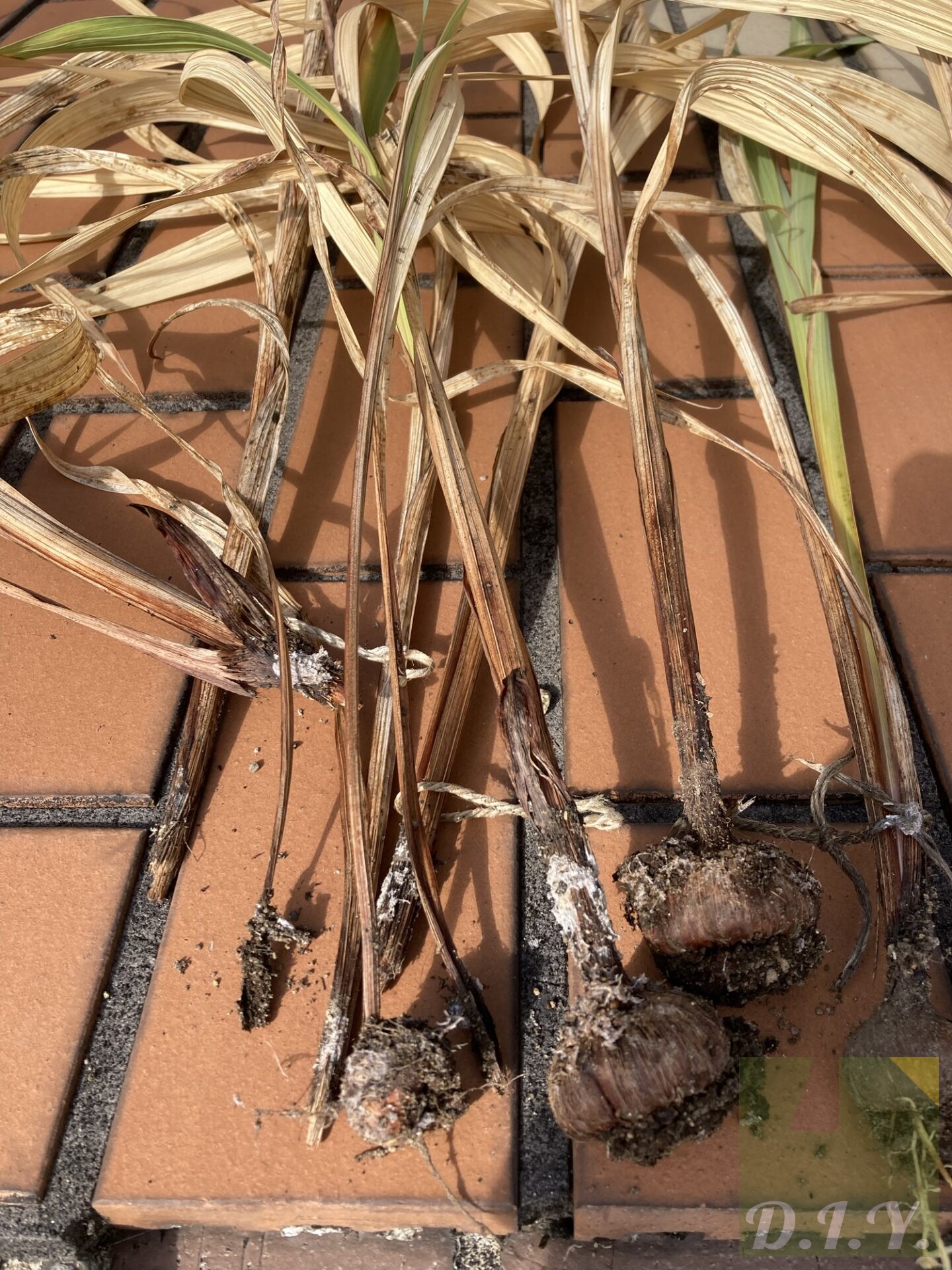 葉の根元が腐って球根が取れてしまったもの