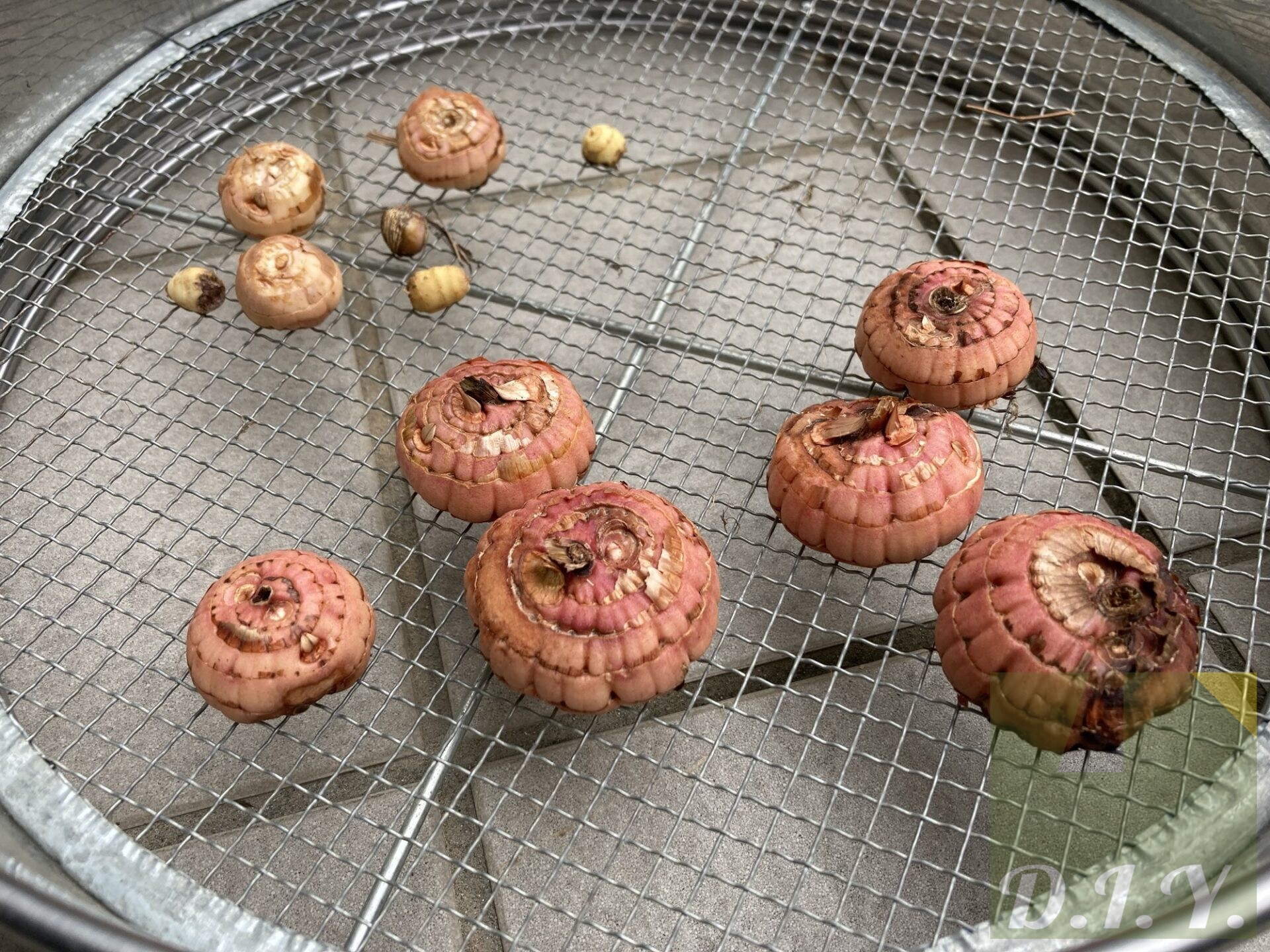 グラジオラスの球根