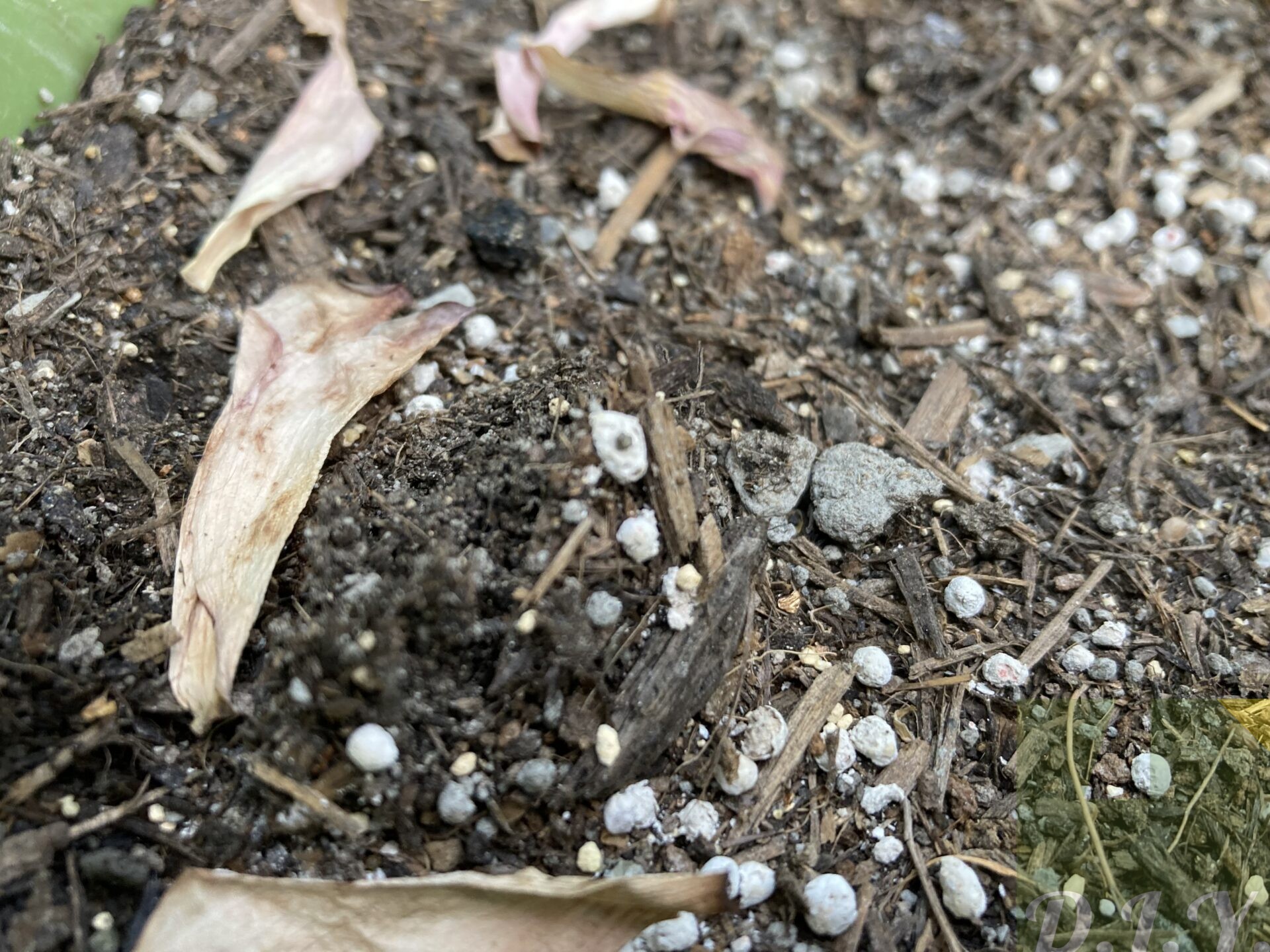 芽が押して土が膨らんでる