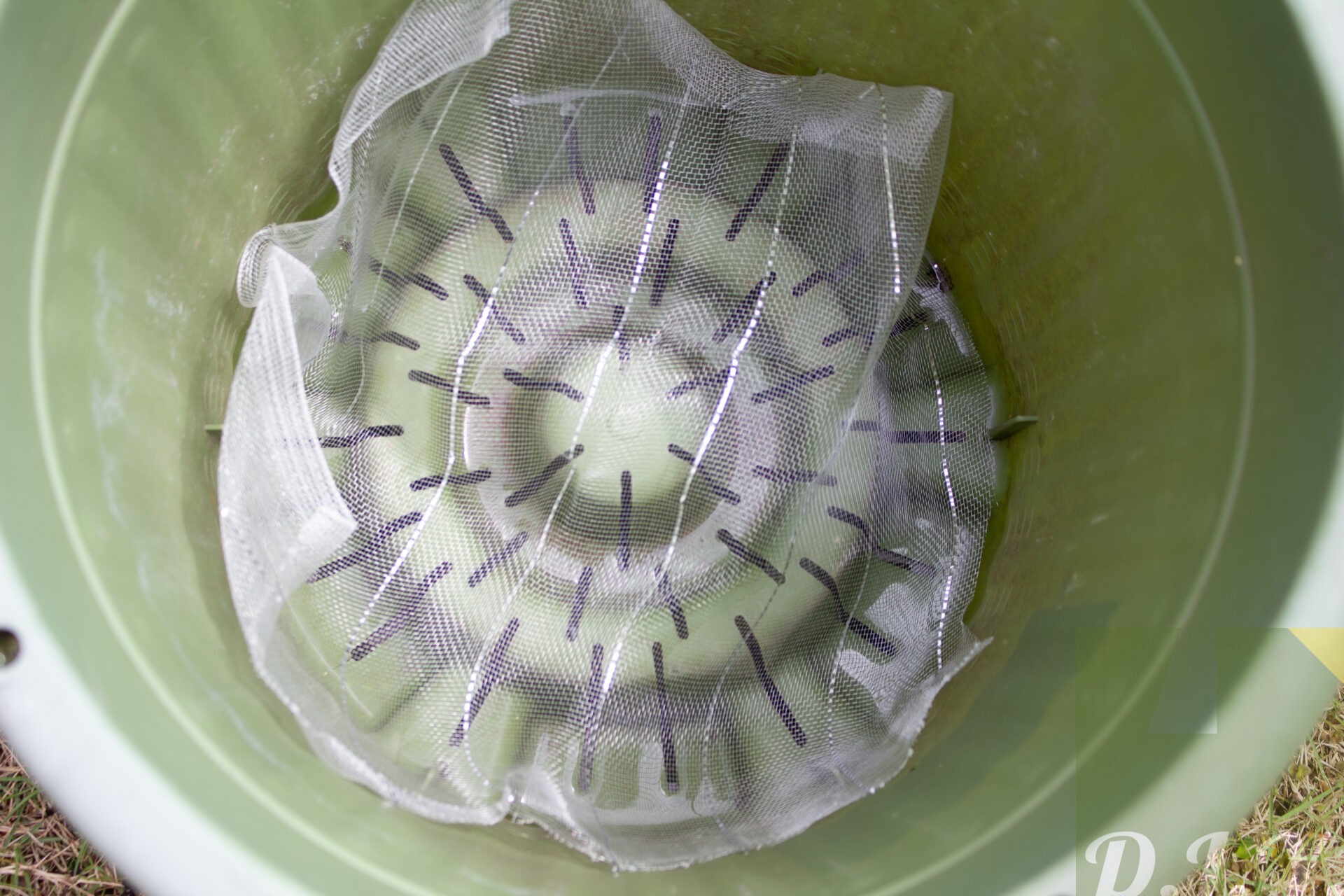 防虫ネットを鉢底にいれた