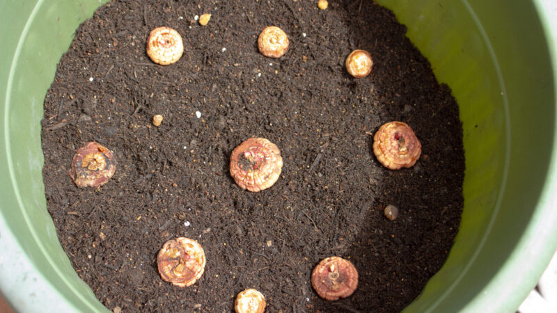 グラジオラスを鉢で育てる 【植え付け】 