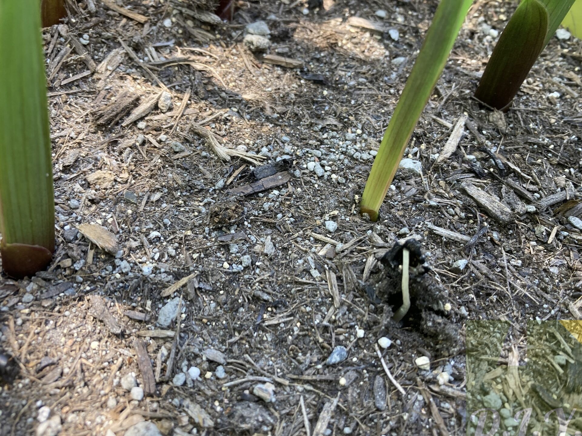 グラジオラスの新しい発芽