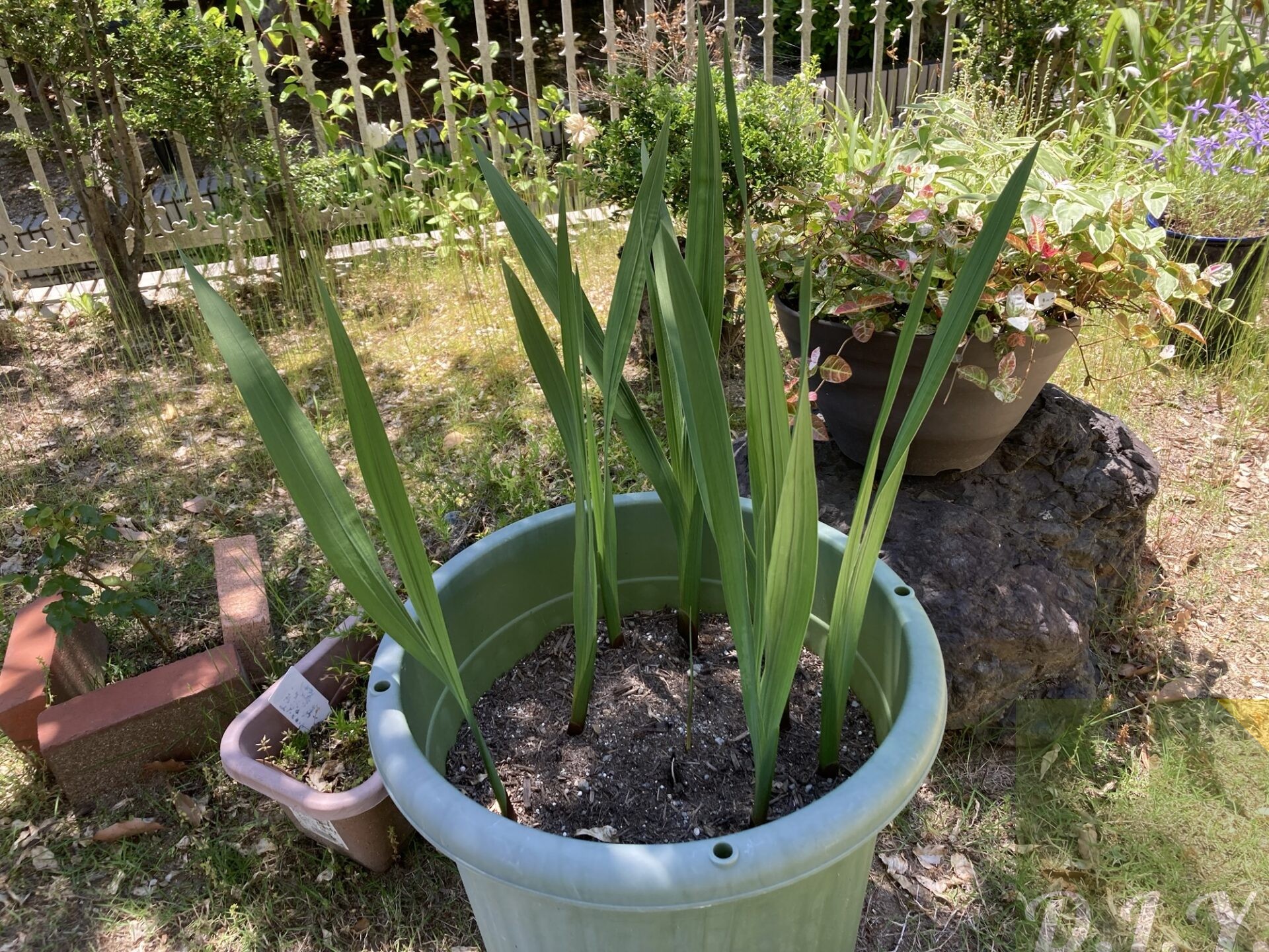 新しい芽が出た鉢の全体像